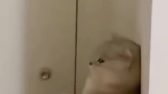 FUNNY CAT