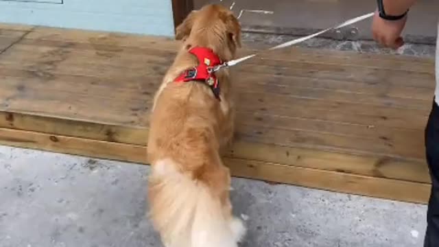 Smart dog