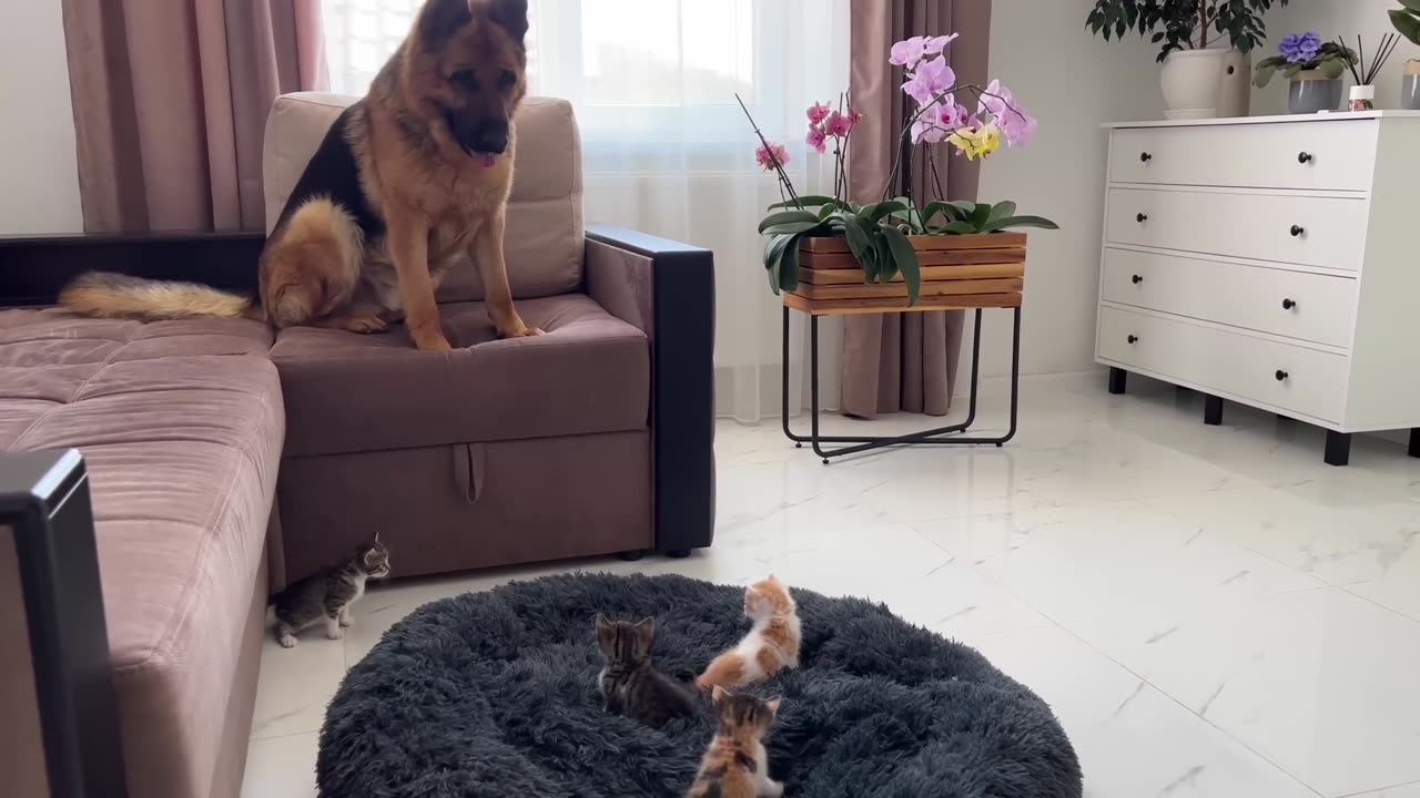 German Shepherd Shocked by Tiny Kittens occupying dog bed!