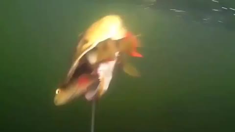 This is a beautiful and charming water-dwelling species