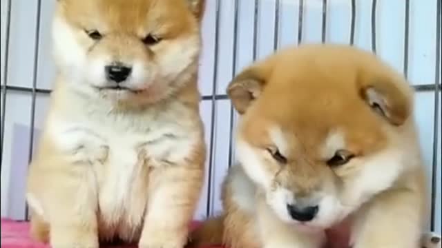 A dog's daily routine