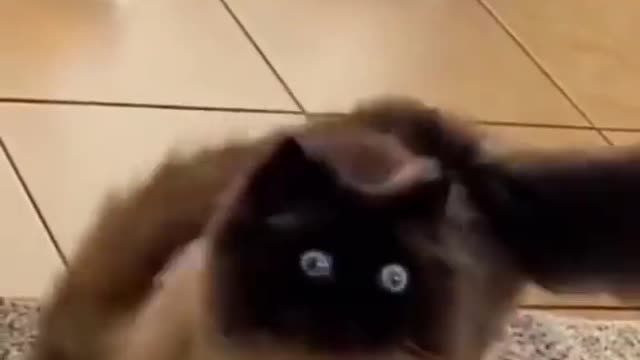 Funny animals 🤣🤣🤣