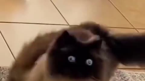 Funny animals 🤣🤣🤣