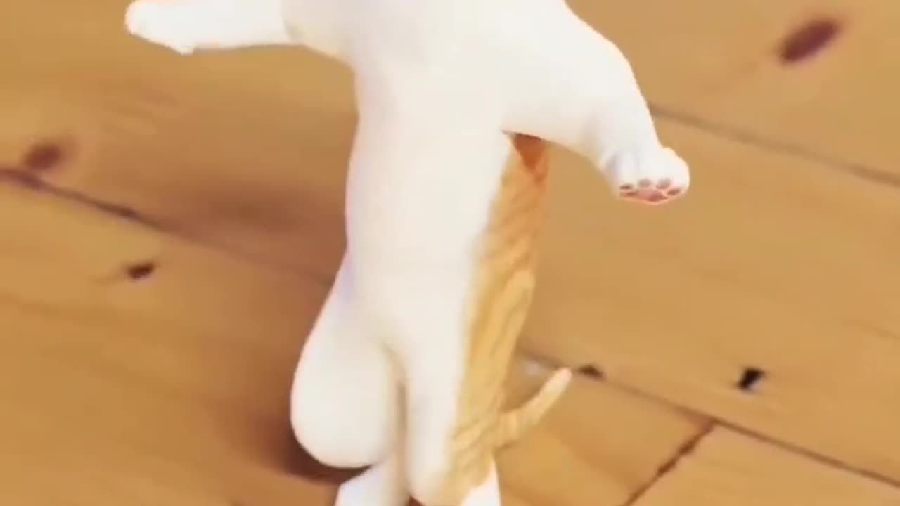 Cat dance