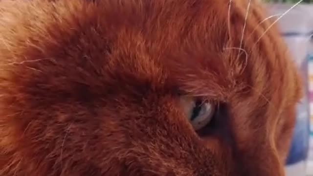The cat is playing