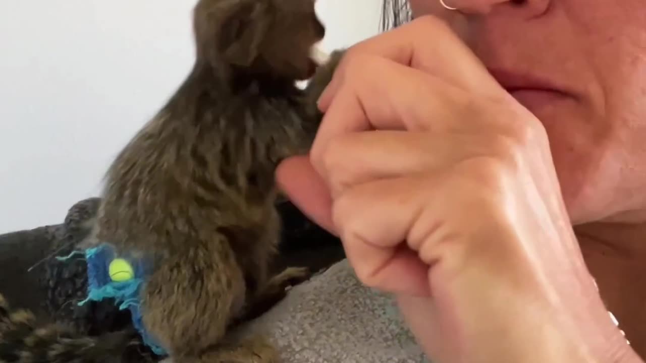 Baby Marmoset Steals Mint & Hides