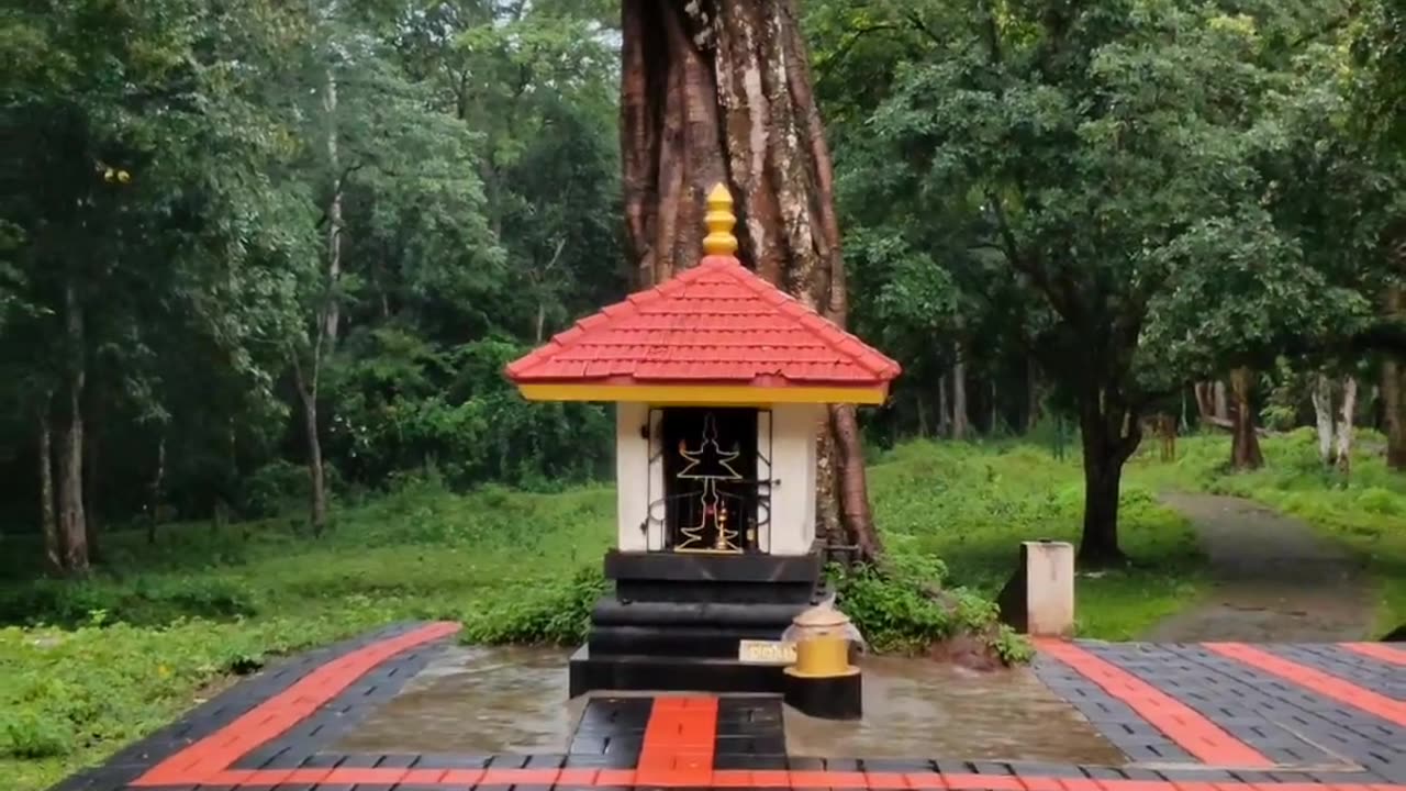 Journey to Paradise: Nadukani Estate, Wayanad, Kerala