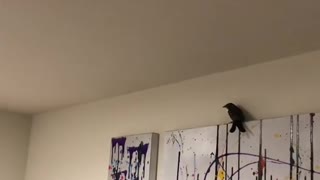 Chaos Ensues After Cat Brings Bird into House