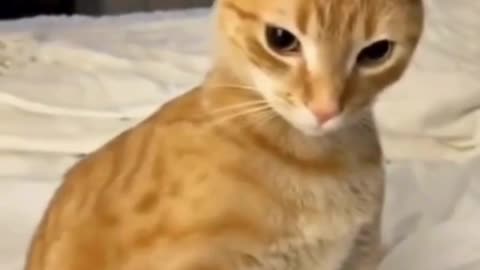 Cute Cats & Funny Cats 😍😍😅😅 #cats #reels #shorts #viral #pets #mmvcats