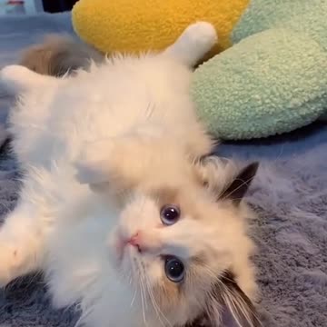 The most comfortable sleeping position for kittens🙊🙊