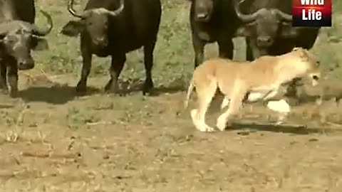 Poor lion