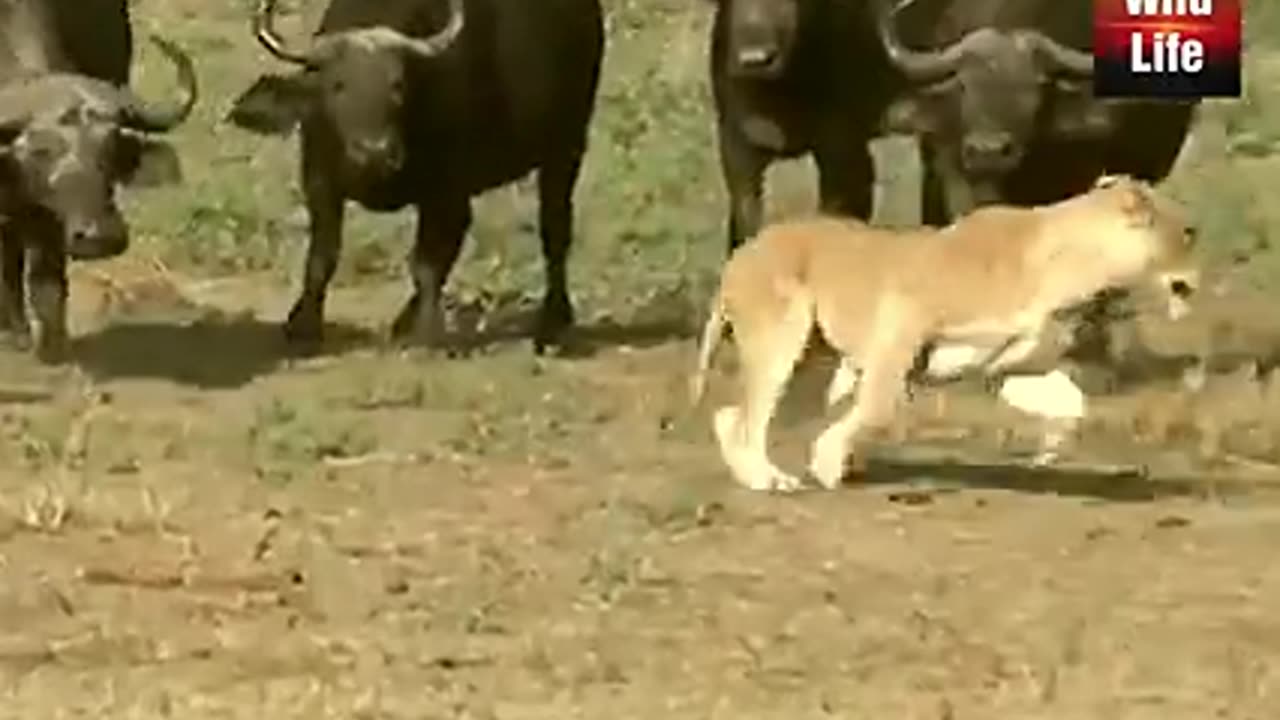 Poor lion