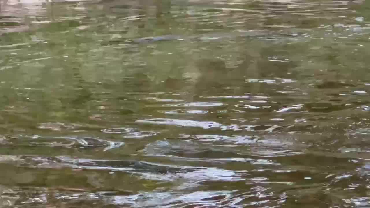 Humber River Salmon Spawning 2