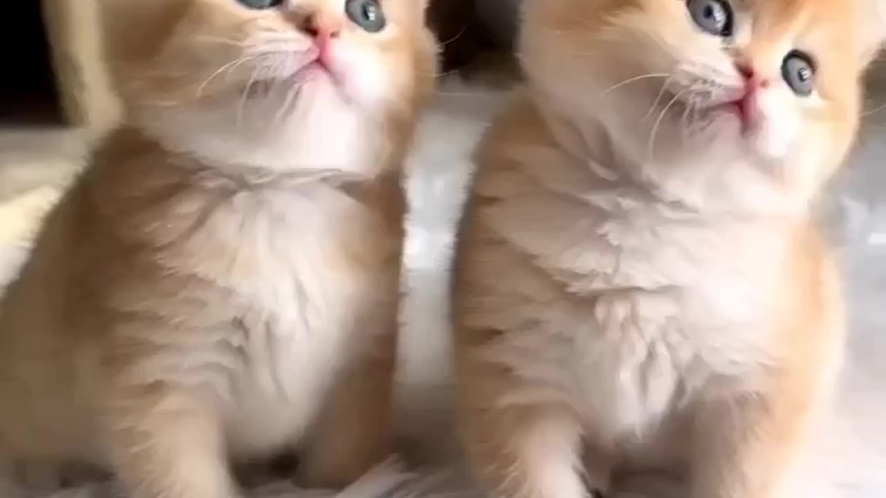 #cat