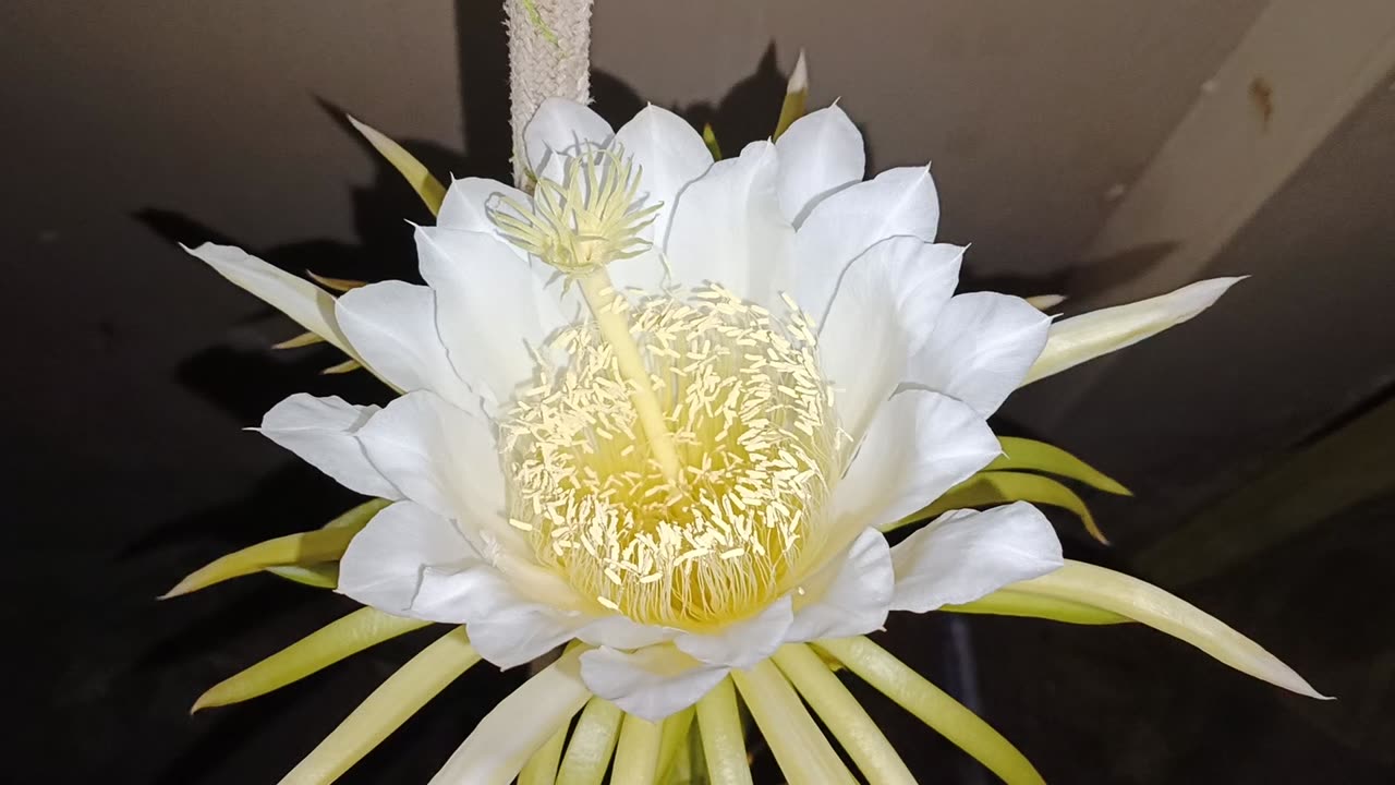 Dragon fruit flower