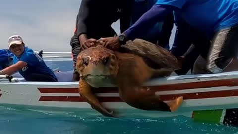 Releasing the big turtle into the sea