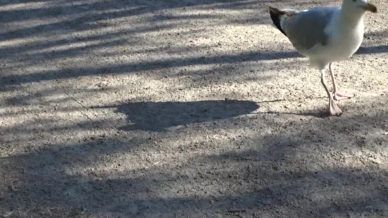 Fåglar. Margaretaplatsen i Helsingborg. Jimmy och Hanna 28 Juni 2019