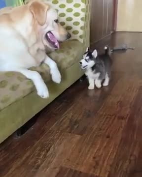 Dog Funny Video 2021 / Funny Dog Video 😂 / Dog & Puppy funny video