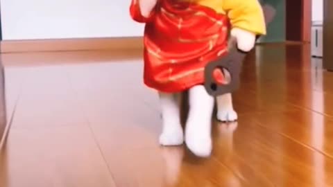 CAT WALK
