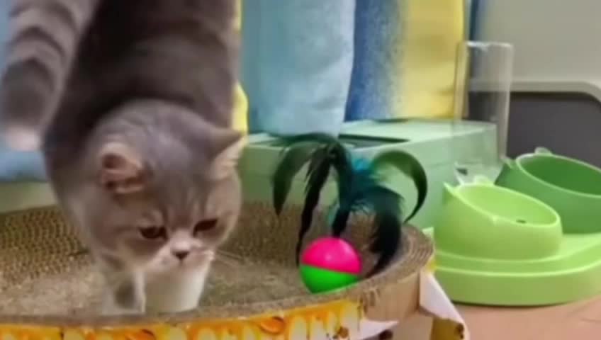 Cat funny video