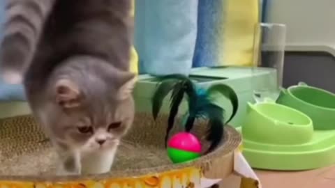 Cat funny video