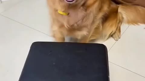 Funny animal videos 🤣🤣🤣😄😄🥰