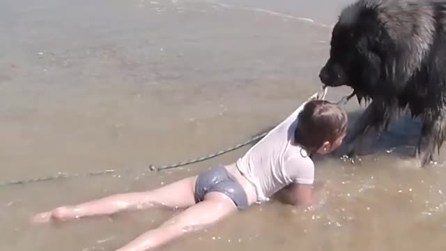 Courageous dog 🐕 rescues a girl from the ocean