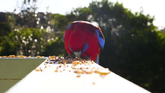 BEAUTIFULL PARROT