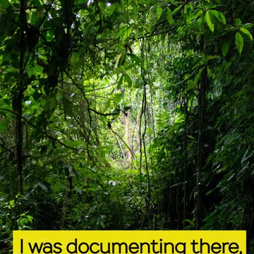 BABY ORANGUTAN ! SOO CUTEE 😍