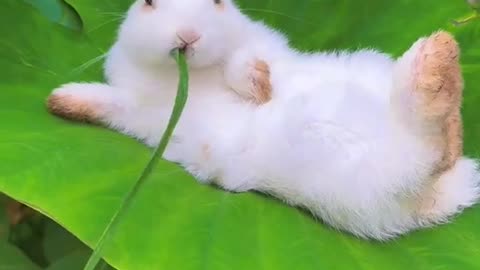 Cute rabbit eating grass and relax😍