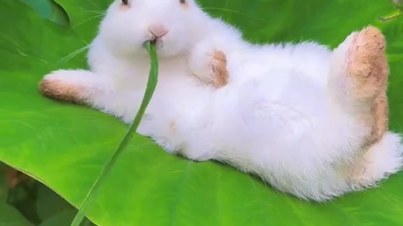 Cute rabbit eating grass and relax😍