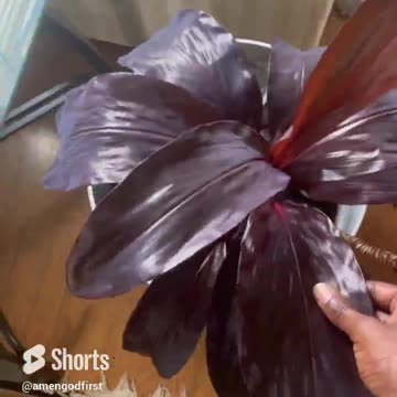 Love for nature 💕 #shorts