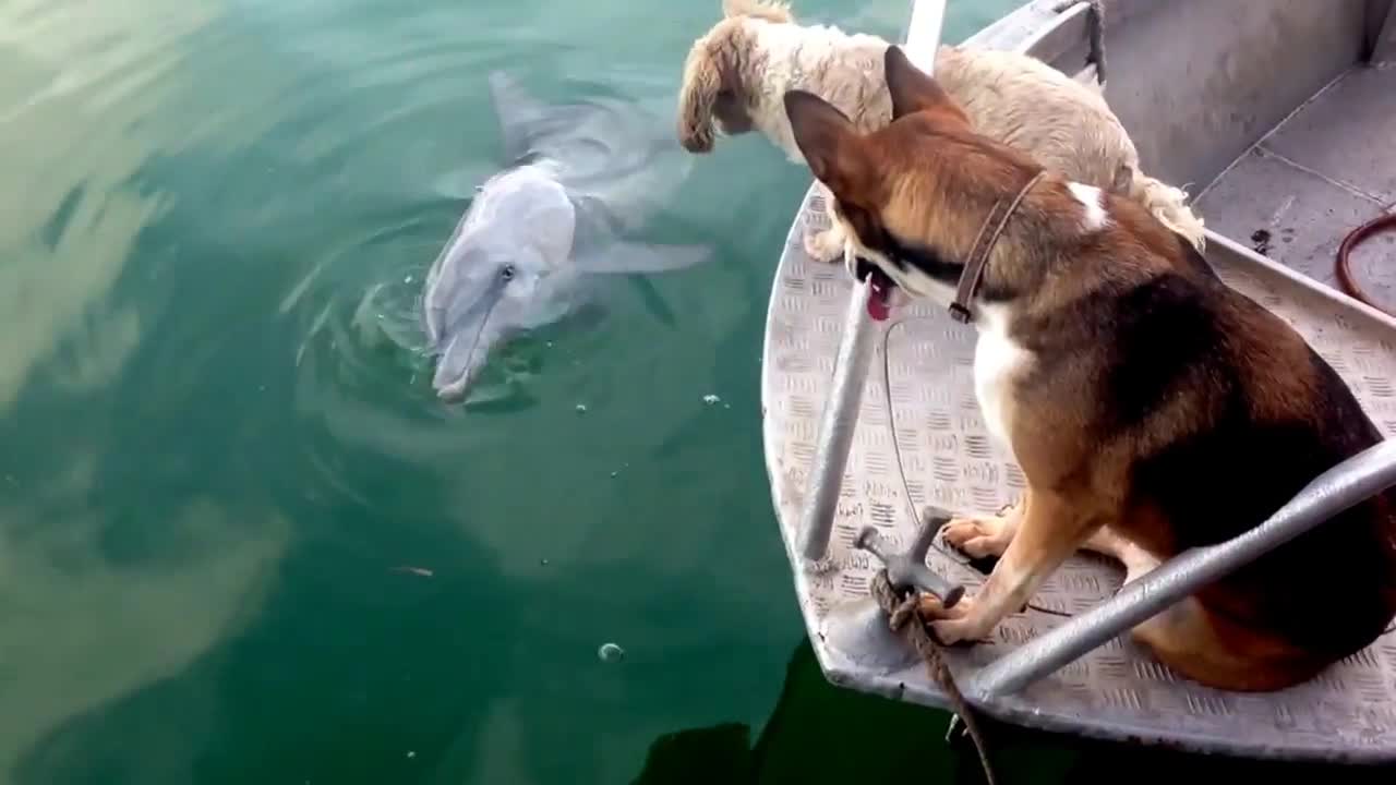 Dog talking to dolphin