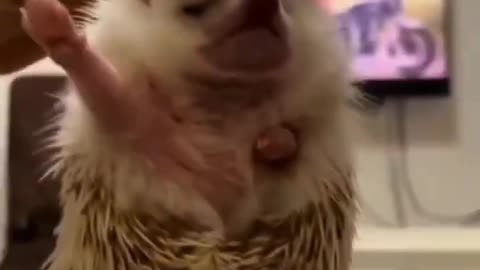 Nazi Hedgehog