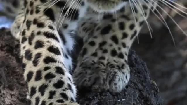 Where is the road, leopard