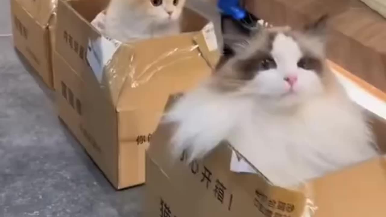 cats train