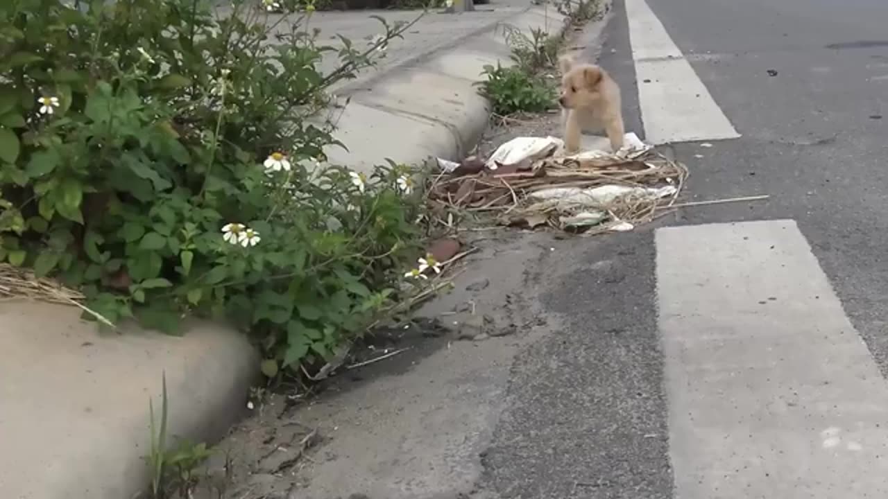 Cute Puppy Rescue