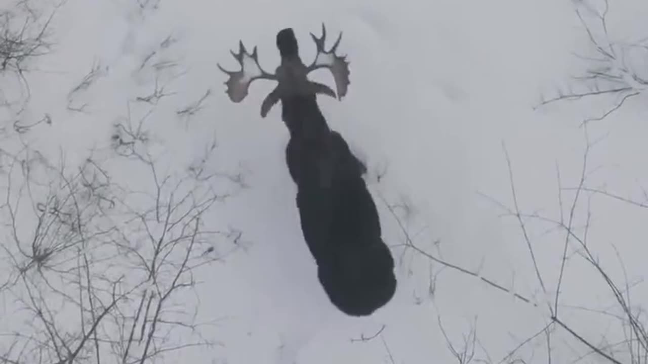 Drone footage recorded in a New Brunswick woodland shows a moose losing both of its antlers
