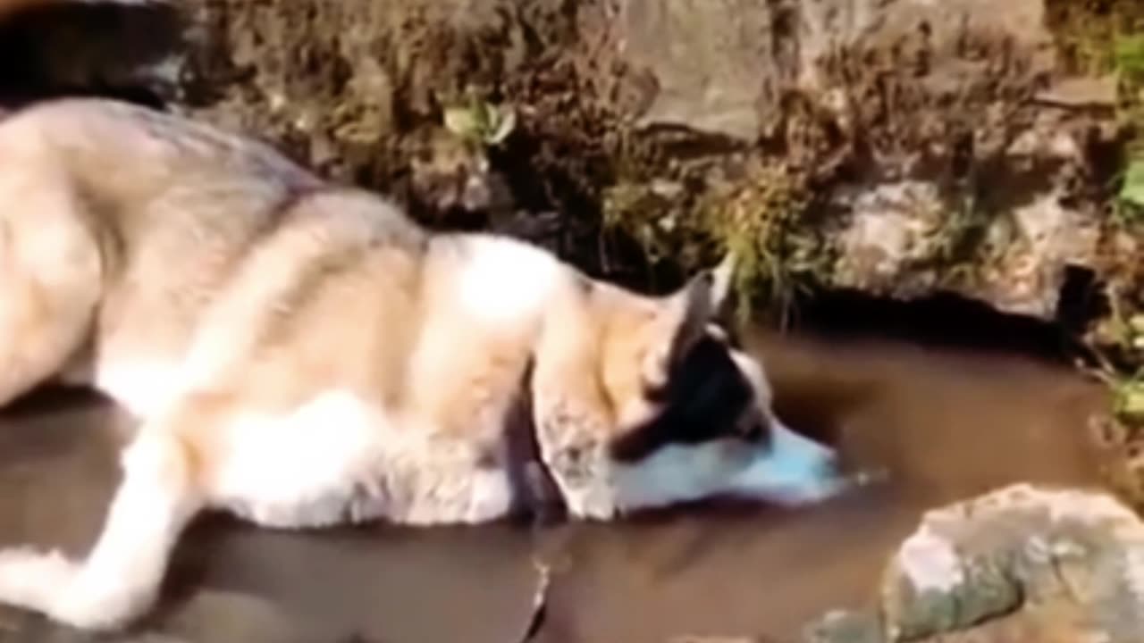 cute cats