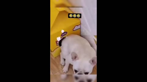 Funny animal videos 2023 - Funny cats_dogs - Funny animals video,cats and dog video