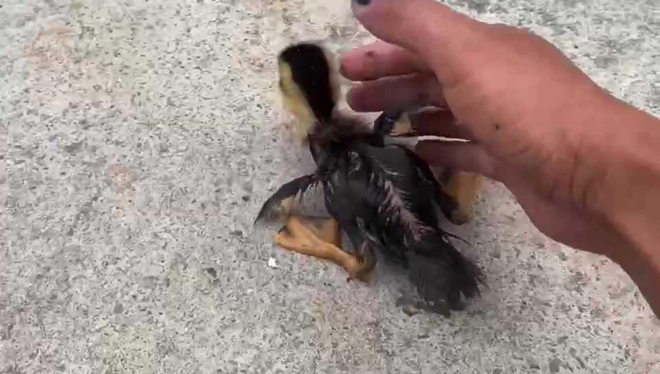 The lovely duckling is about to swim for the first time