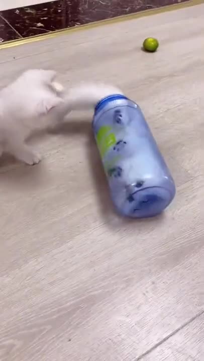 5.Cats and dogs _ cats meowing _ cats funny videos #shorts