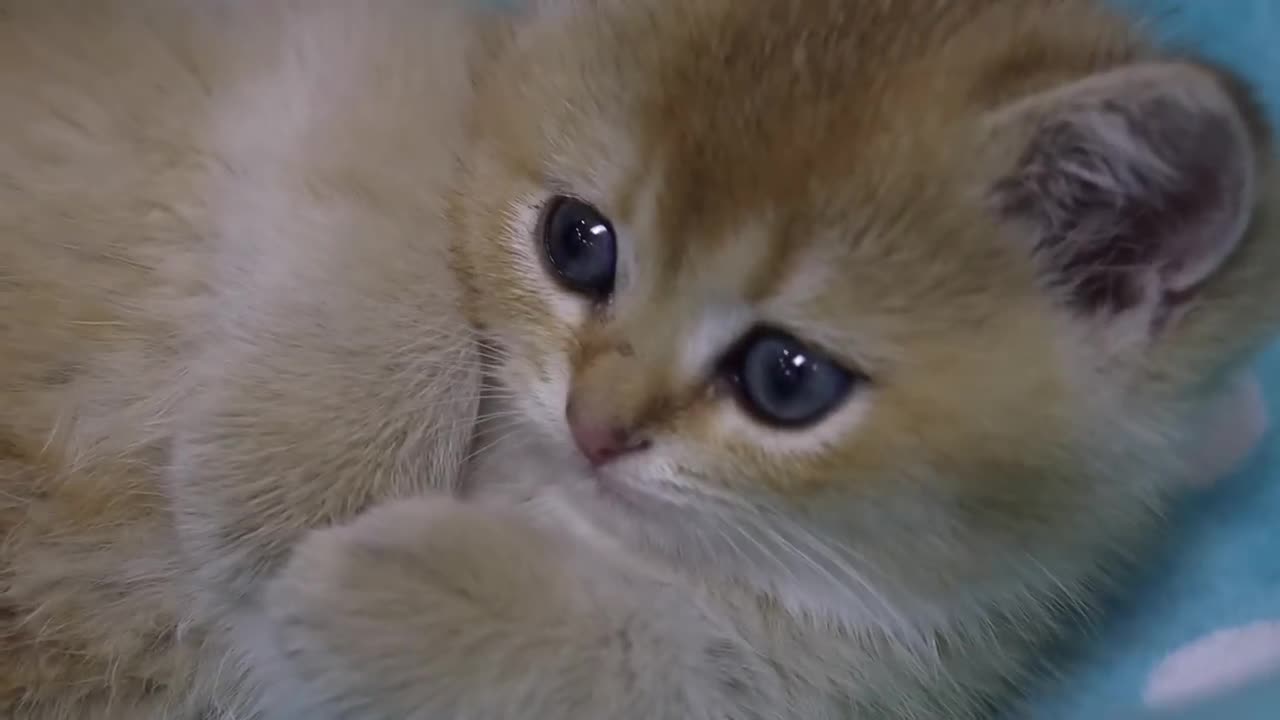 Cute kitten takes cute duckling to eat delicious food