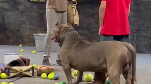 This pitbull has incredible control while prtocting young boy