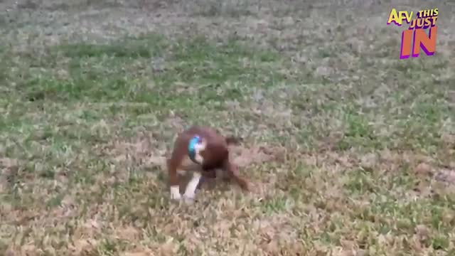 Try Not To Laugh Challenge! 😂 Funniest Fails of the Week | Live AFV