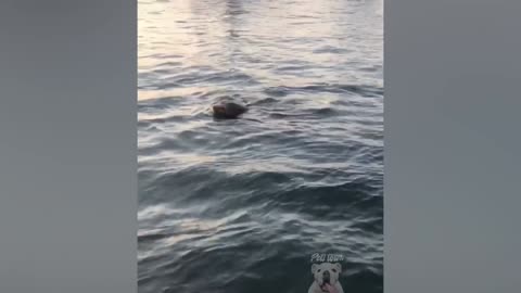 Funny sea life creatures