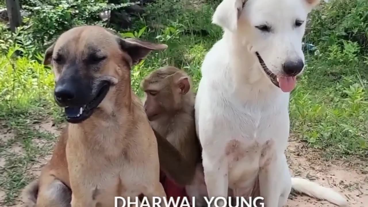 Funny animals 😂😂🤭