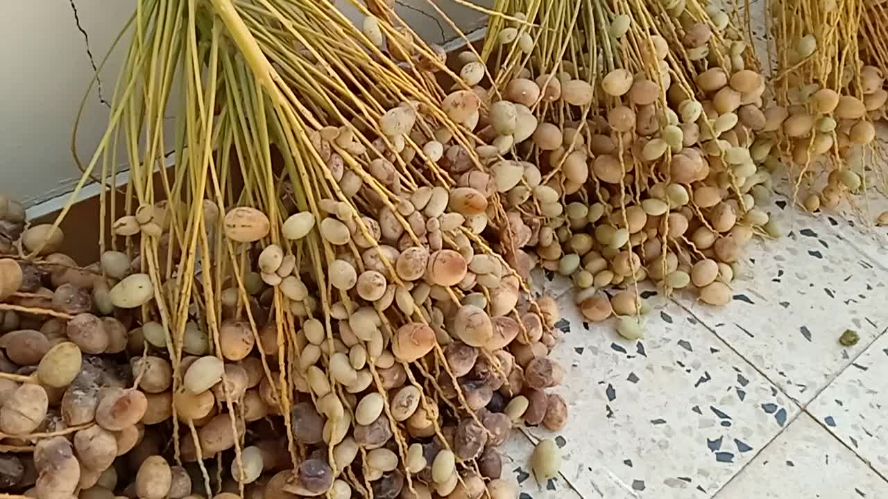 Fresh dates - تمور طازجة سعودية