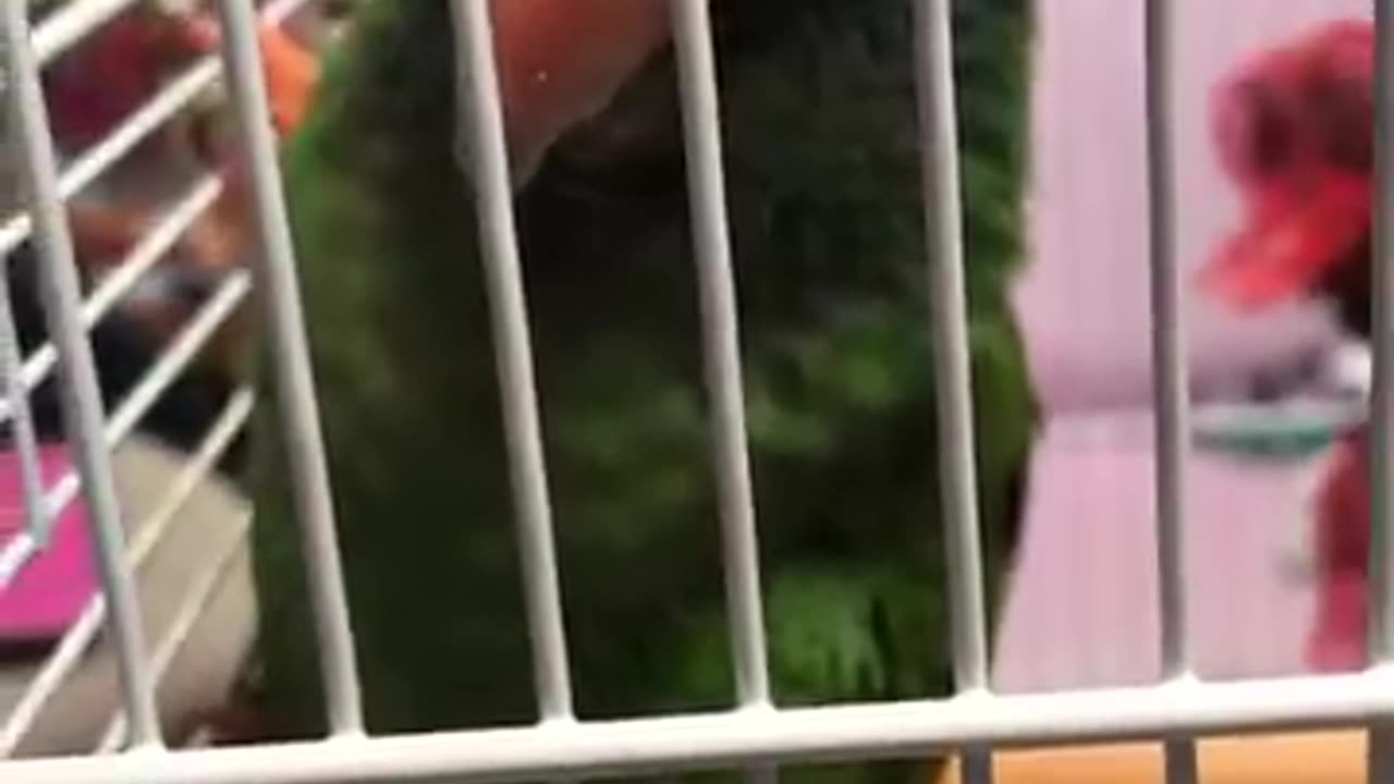 🦜talkative Blue crown conure BINGO BINGO ♂ murmurs LA LA LA LA🦜🦜