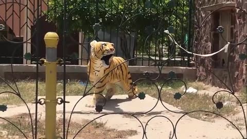 Zoo In Bahawalpur Pakistan .Daud tv